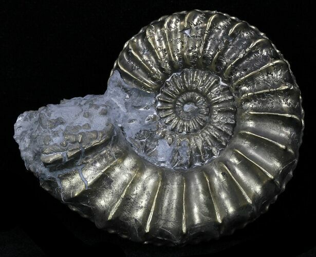 Pyritized Pleuroceras Ammonite - Germany #33032